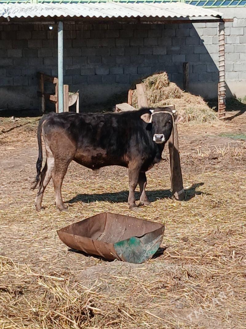 Okuz - Gökdepe - img 1