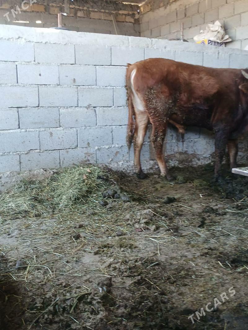 okuz - Ýaşlyk - img 1