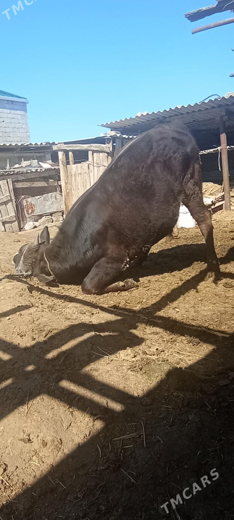 Okuz arssa şiwes - Ак-Бугдайский этрап - img 1