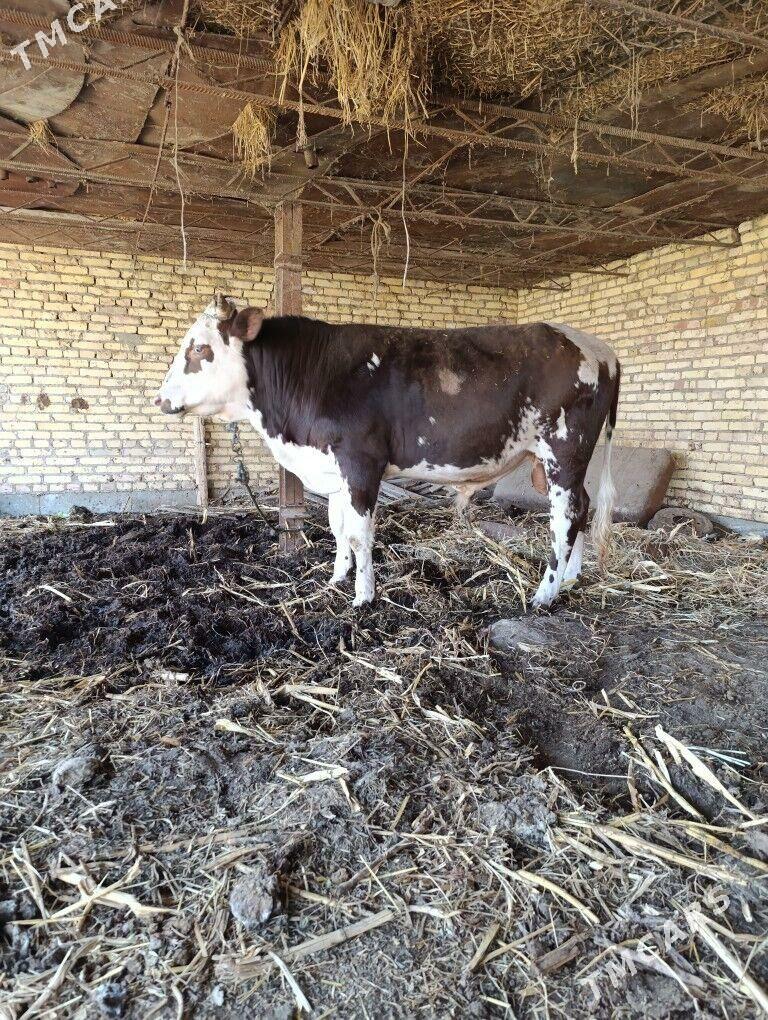 bakylan öküz alyas - Гарадамак - img 1