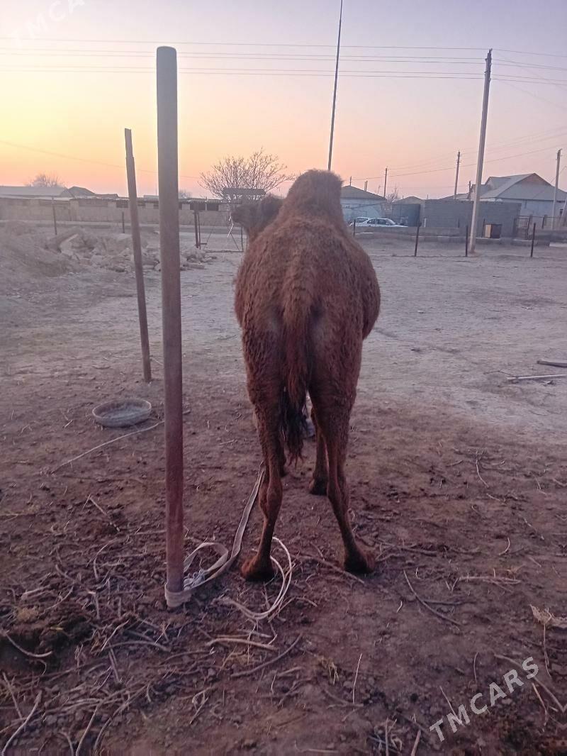 düýe - Этрек - img 1