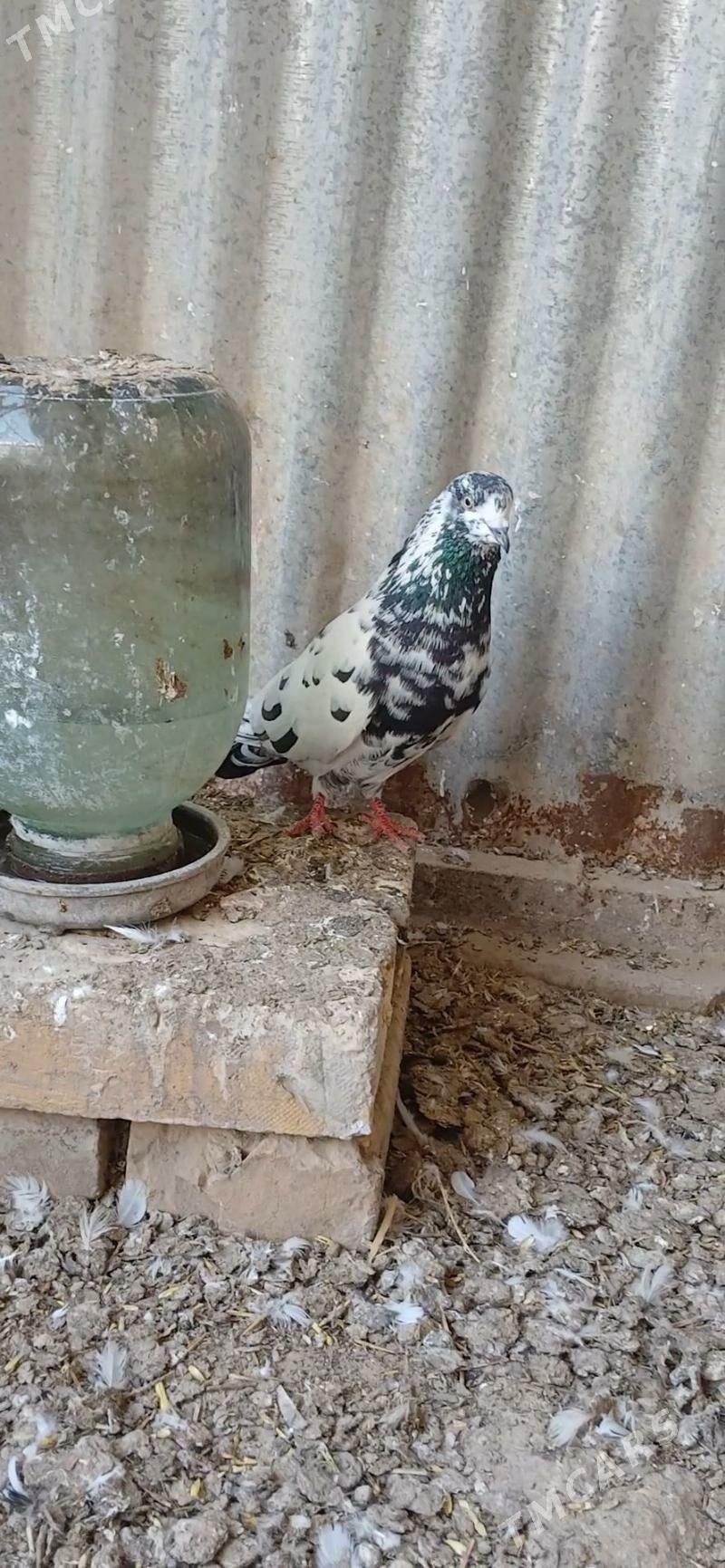 kepder - Мары - img 1