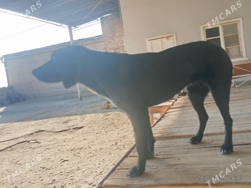 aw küçükü - Чарджоу - img 1