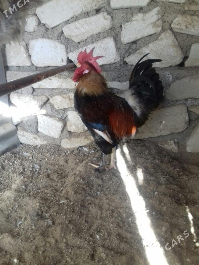 horoz - Туркменбаши - img 1