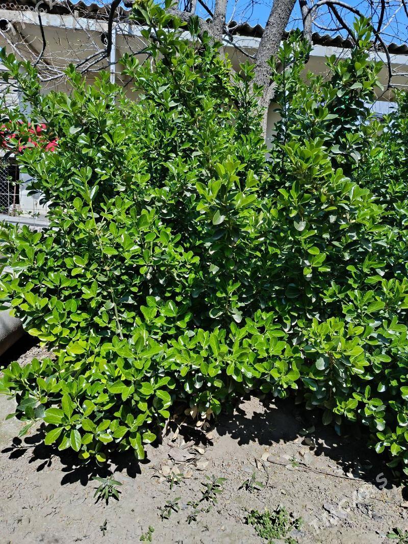 zelony - Gökje - img 1