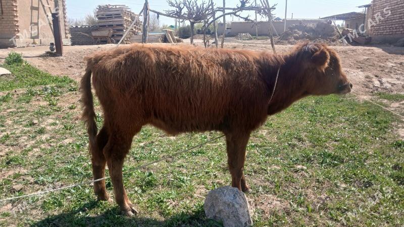 Öküz - Теджен - img 1