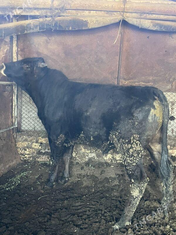 okuz - Багир - img 1