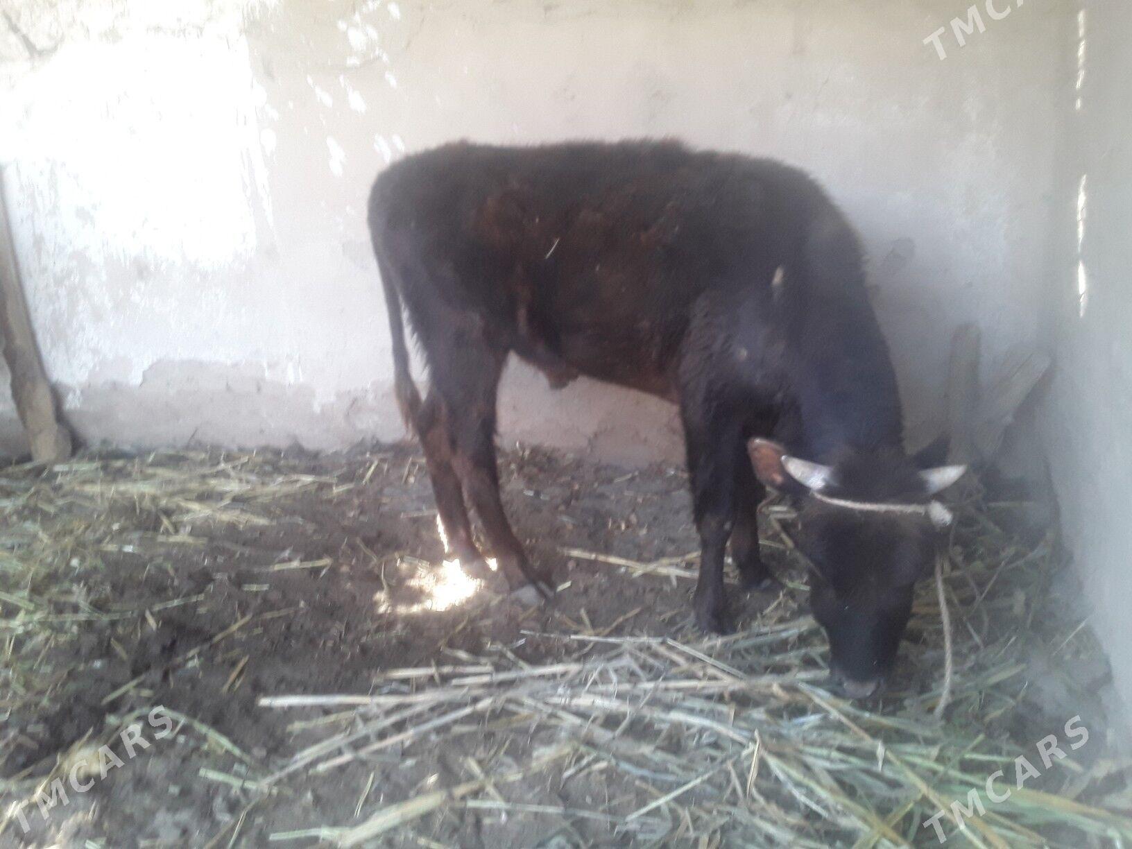 ÖKÜZ WE GACAR - Gubadag - img 1