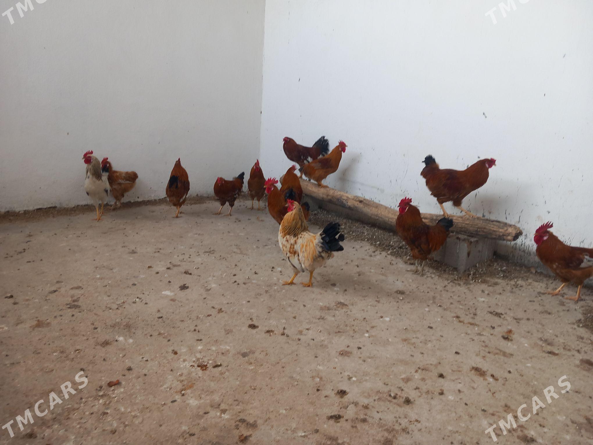 domasny horoz - Гёкдепе - img 1