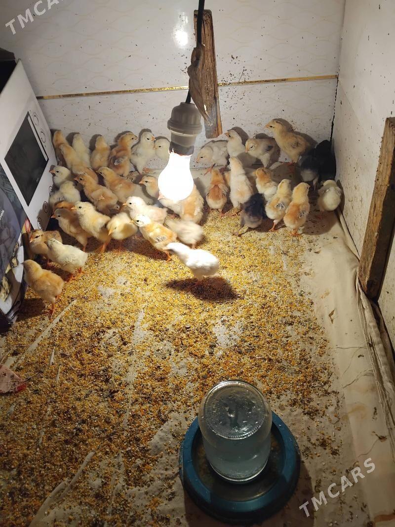 jujeler - Туркменабат - img 1