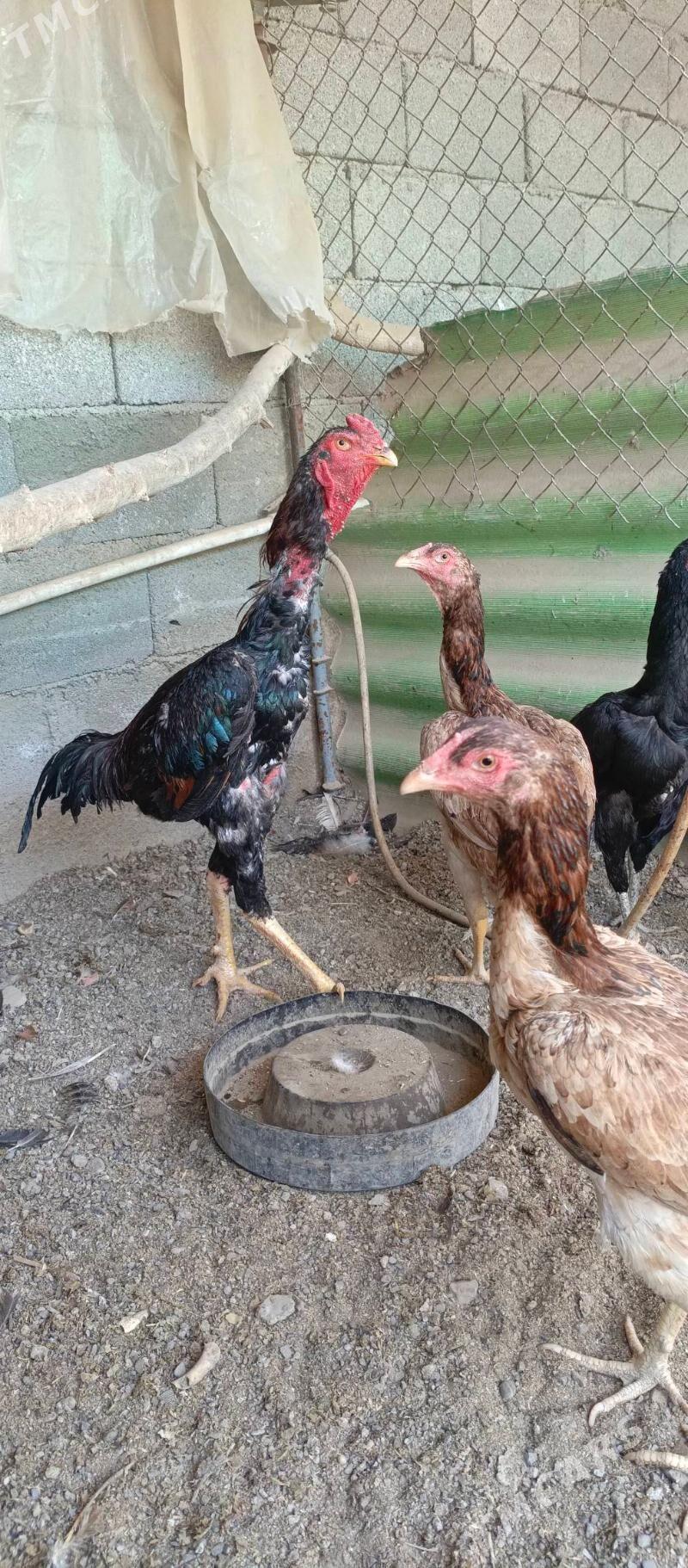 taskent horoz - Büzmeýin - img 1