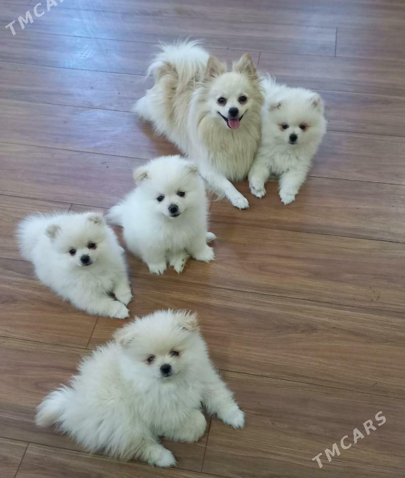 Померанский шпиц - 2 mkr - img 1