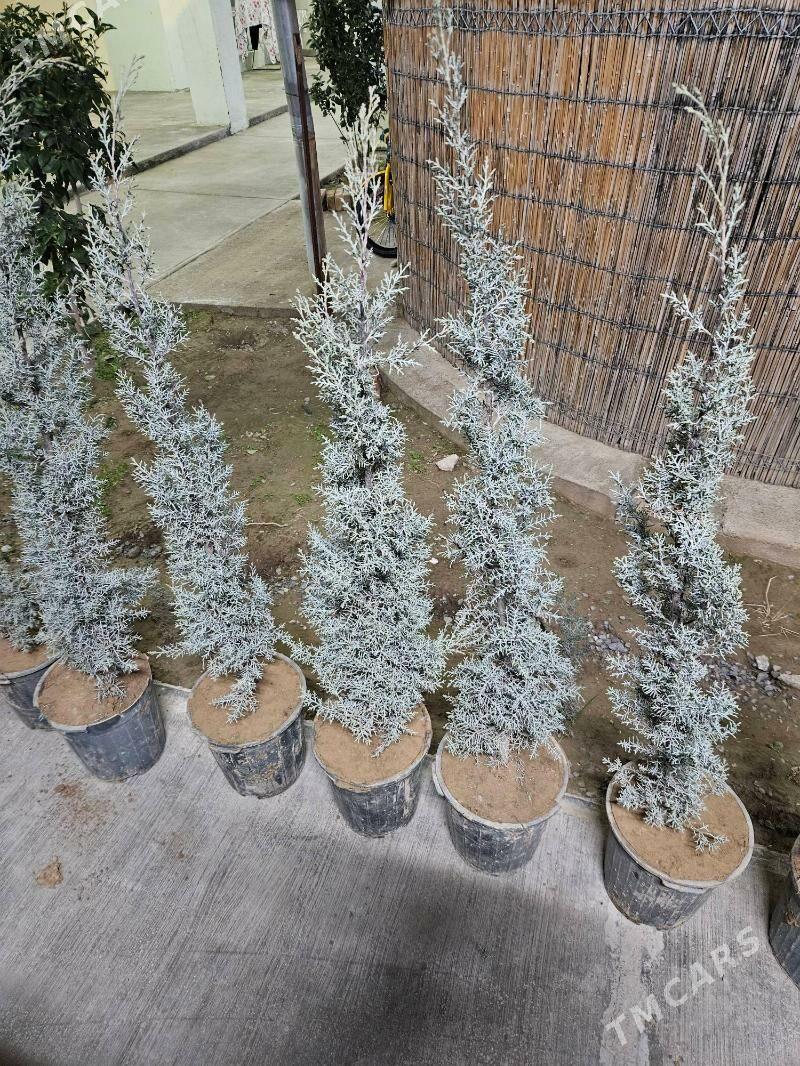 Arizonski kiparis - Гёкдепе - img 1