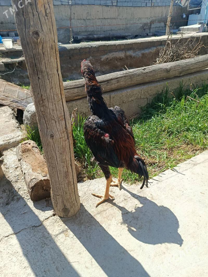 Taşkent horaz - Бузмеин - img 1