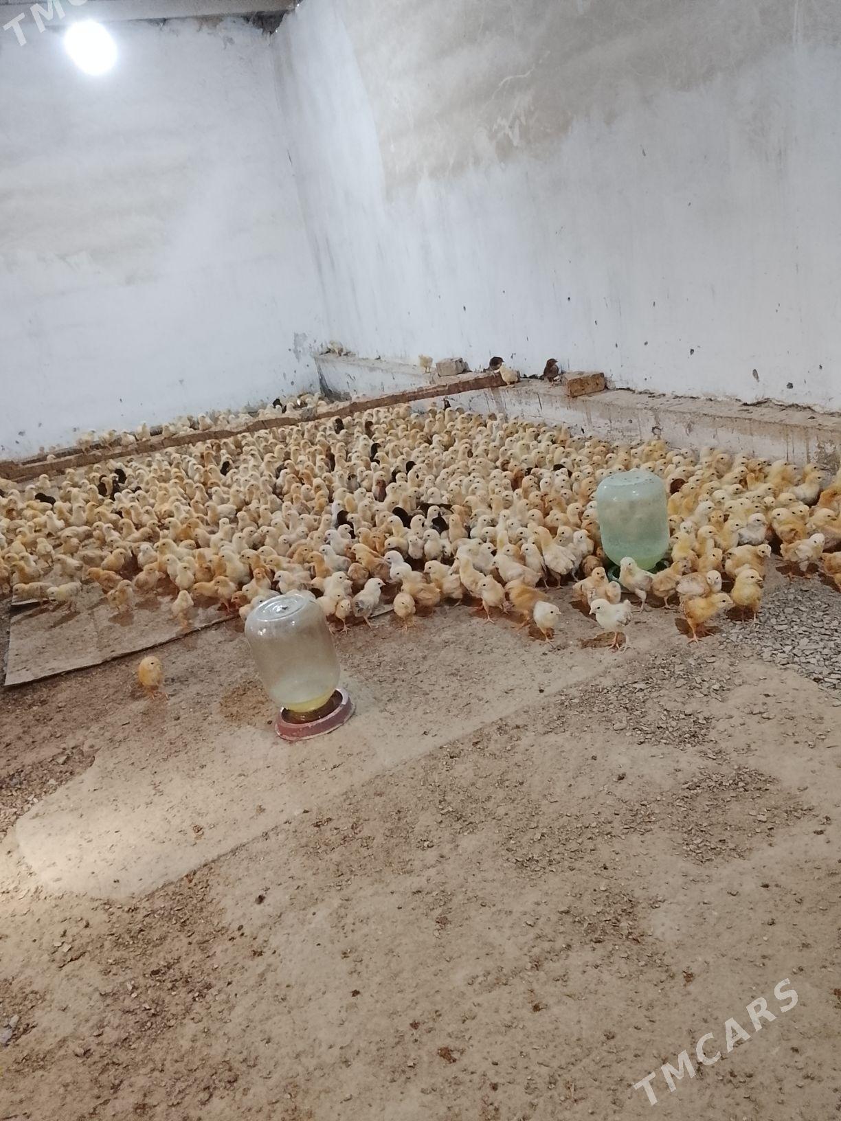 juje 10 günjuje - Бахарден - img 1