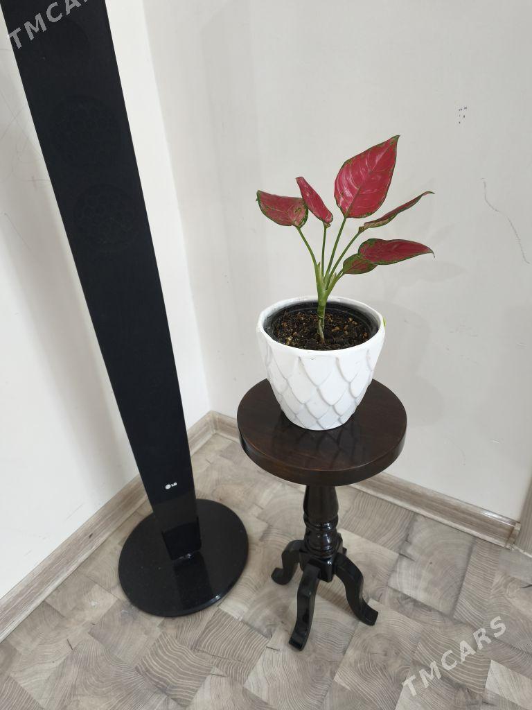 подставка под цветок - Ашхабад - img 1