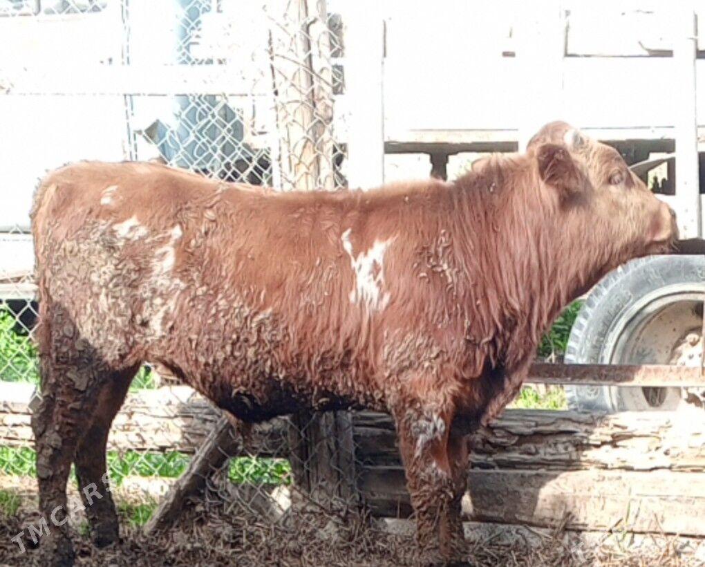 öküz 5sany tuwe sygyr - Gökdepe - img 1