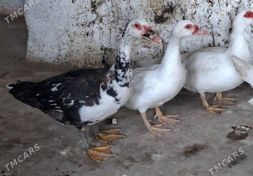 indautka ördek - Гёкдже - img 1