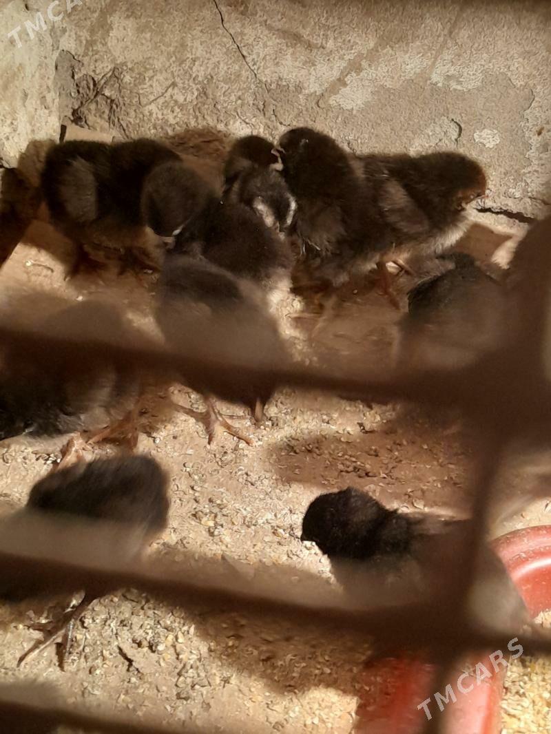 Juje - Саят - img 1