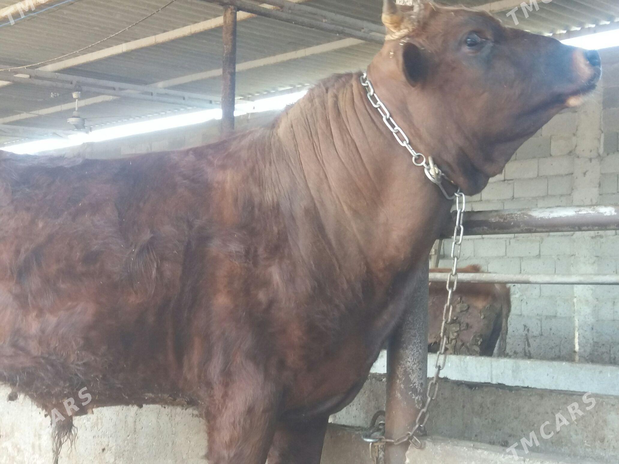 ÖKÜZ - Ак-Бугдайский этрап - img 1