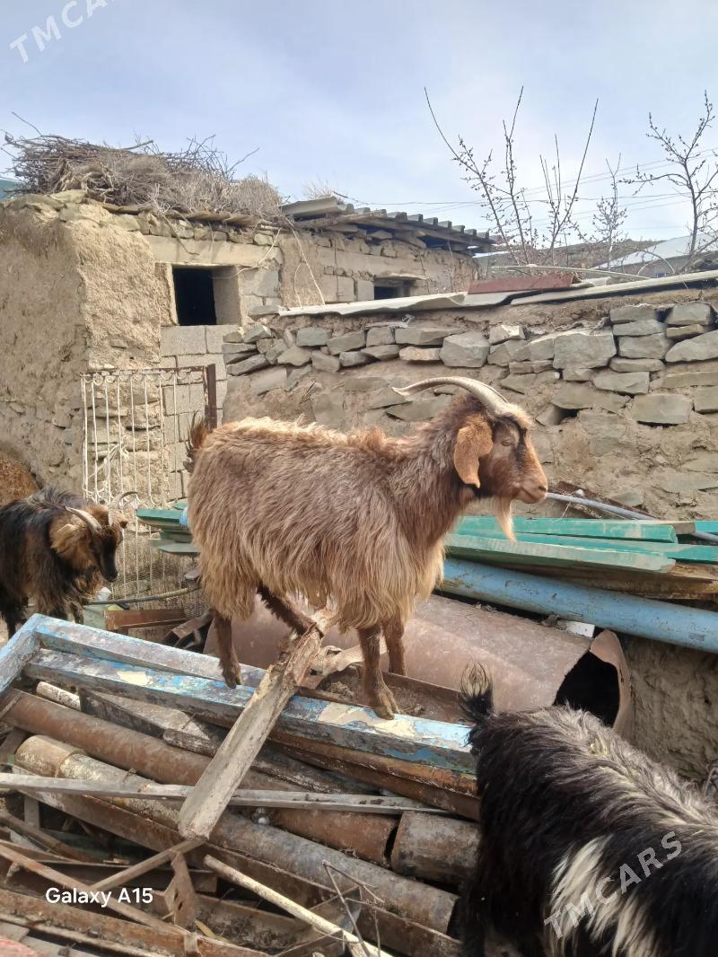 Geci - Bäherden - img 1