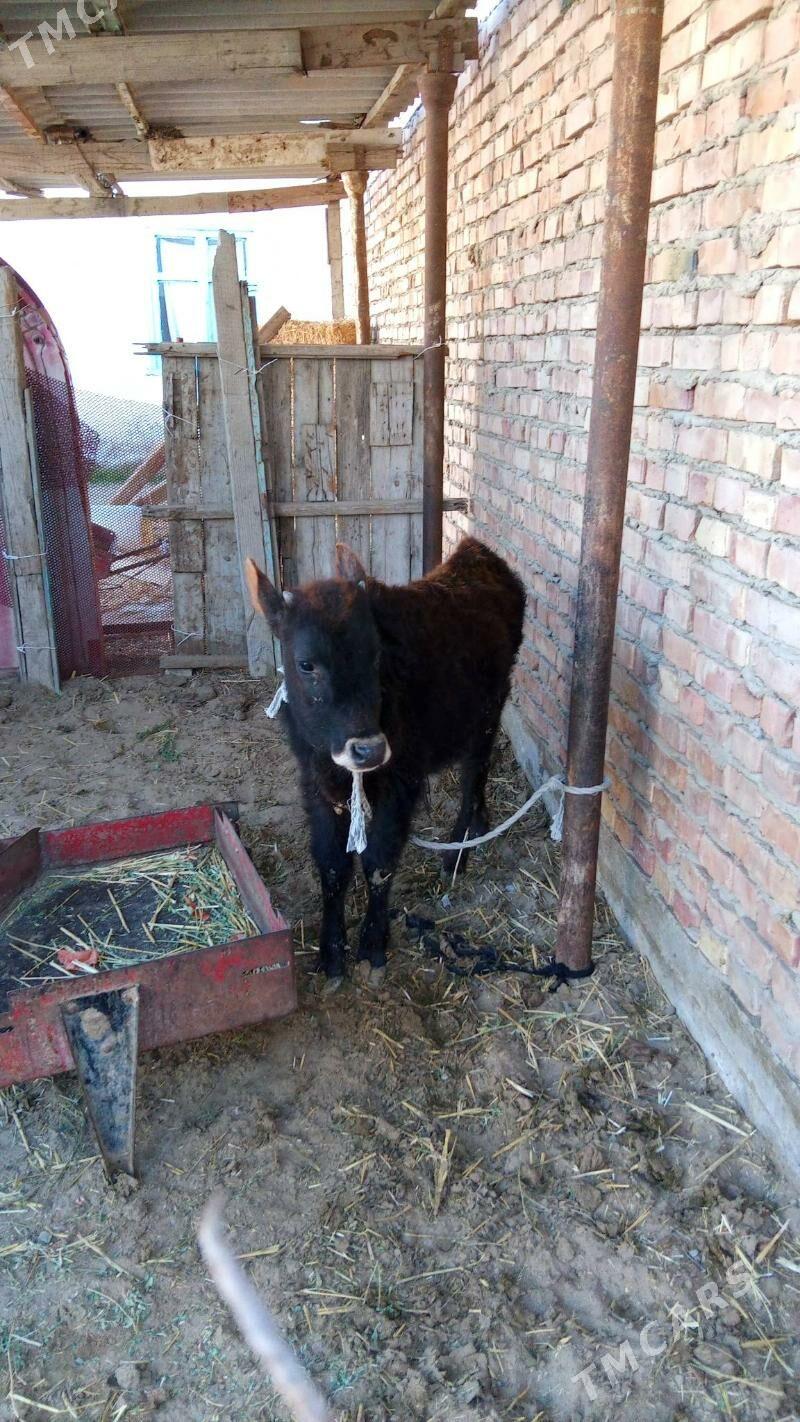 okuz - Bäherden - img 1