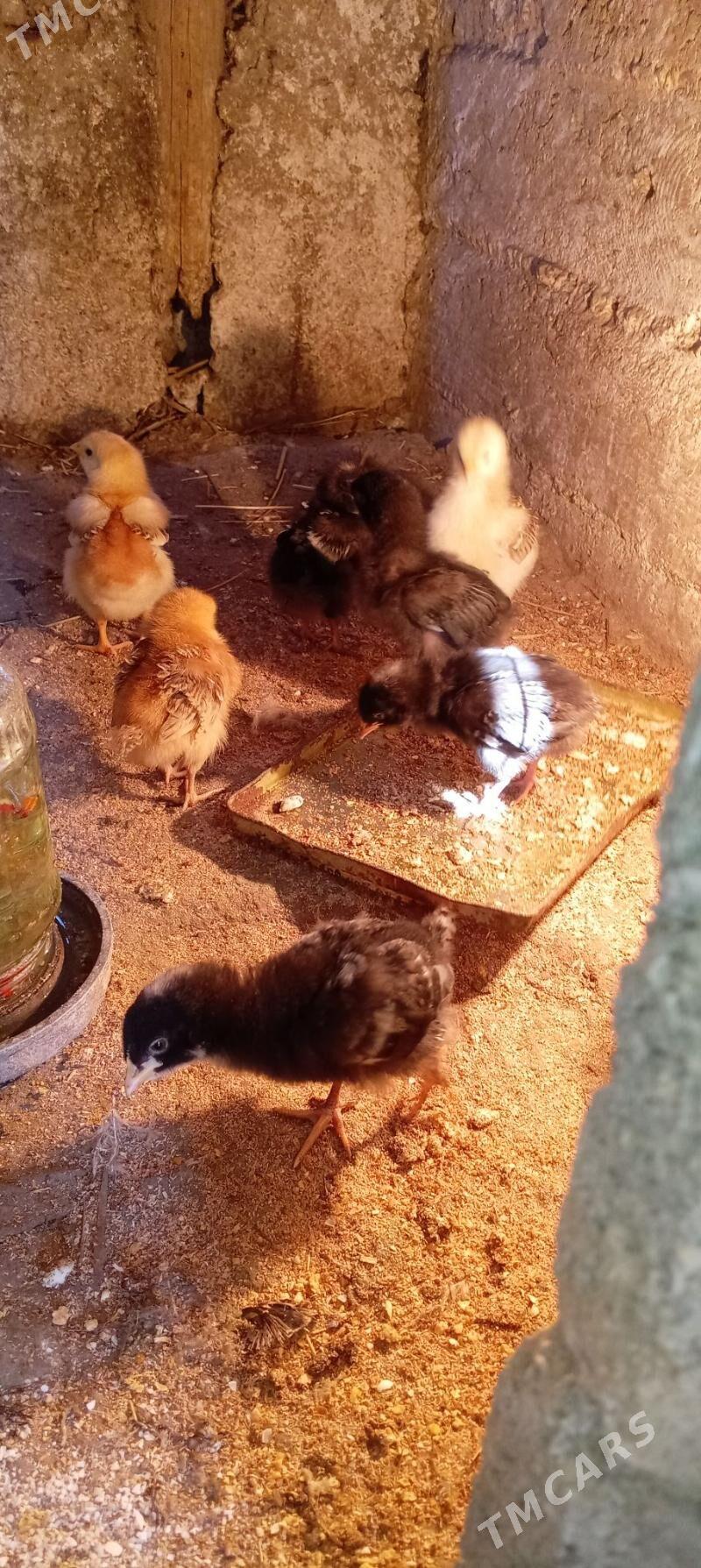 JÜJE - Гёкдепе - img 1