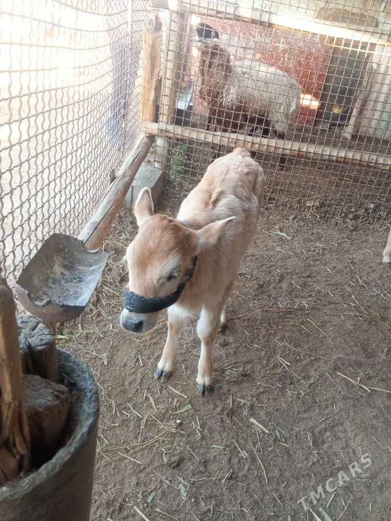 Sygyr - Etrek - img 1