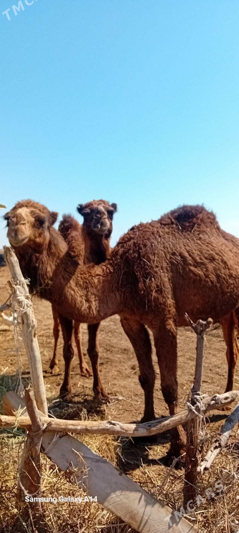 Düýe - Бахарден - img 1