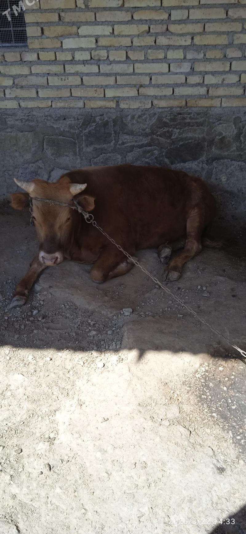 öküz - Bereket - img 1