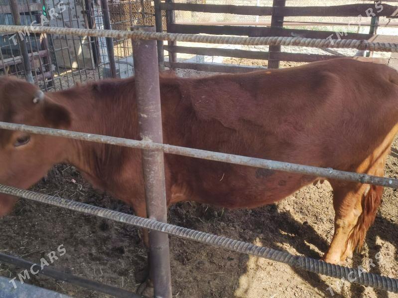 Bakylan sygyr - Mary - img 1