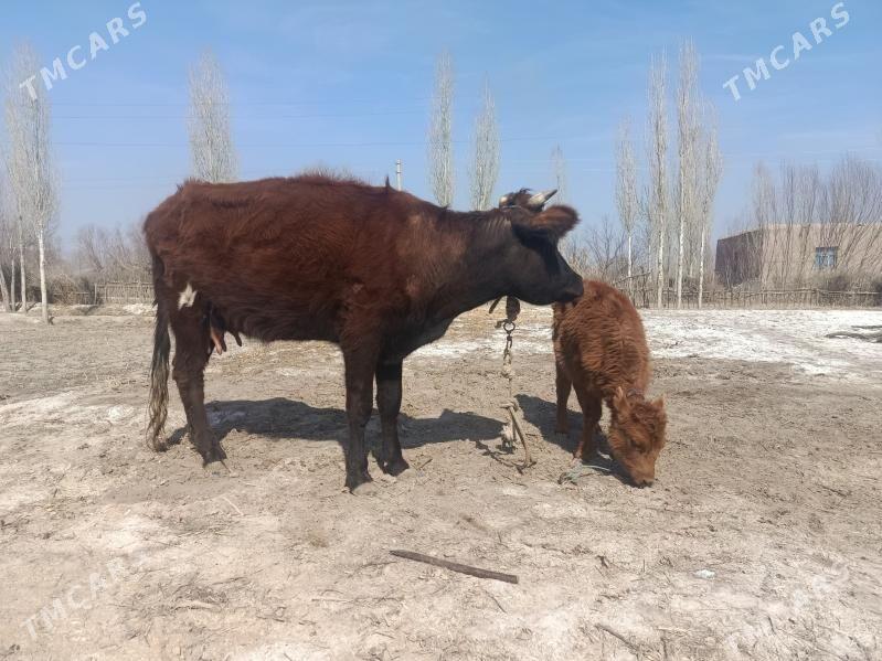 tanaly. sygyr - Кёнеургенч - img 1