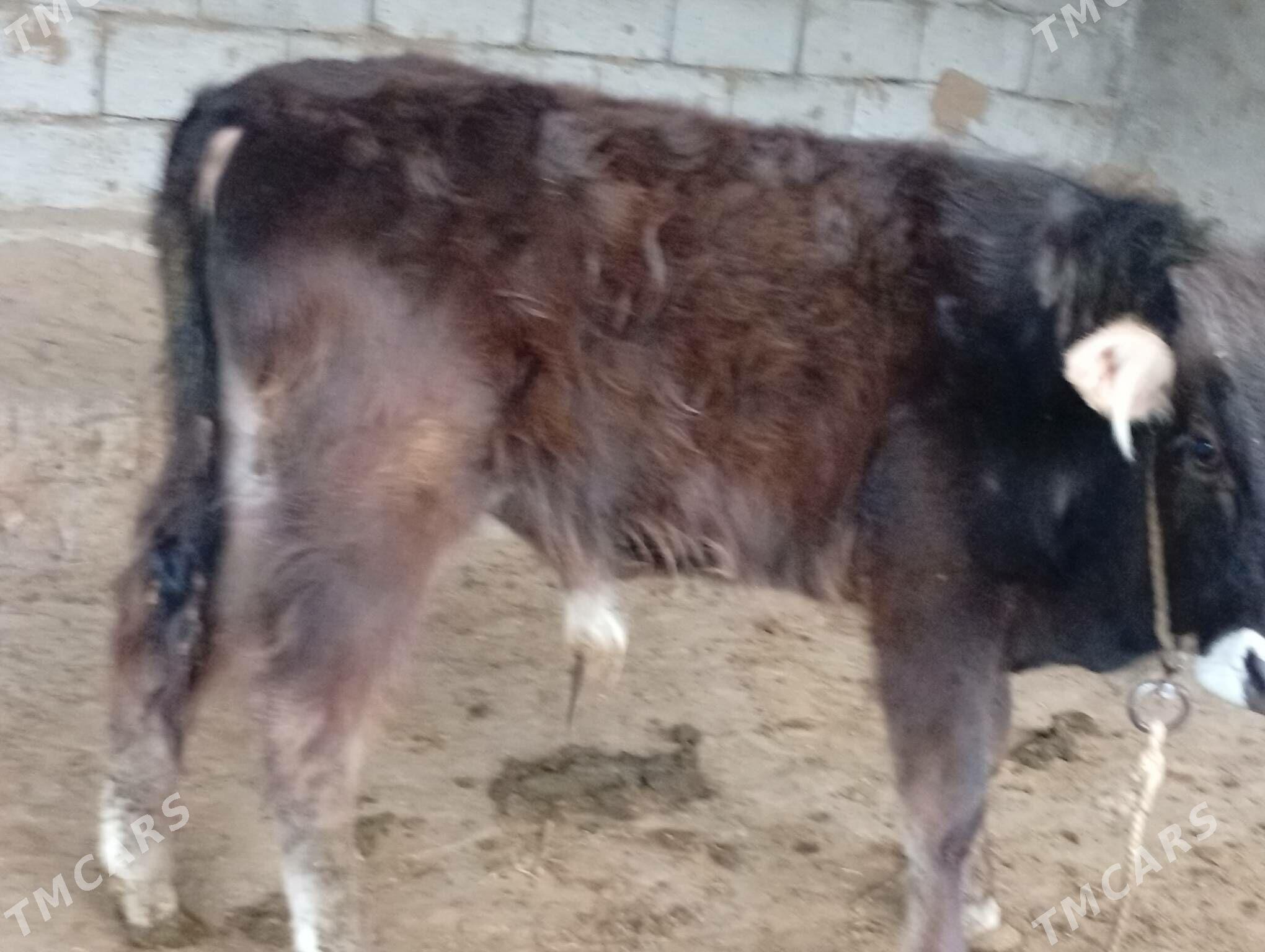 öküz - Гёкдепе - img 1