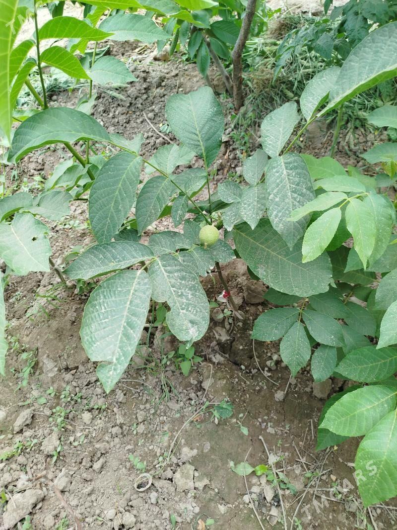 хоз hoz - Daşoguz - img 1