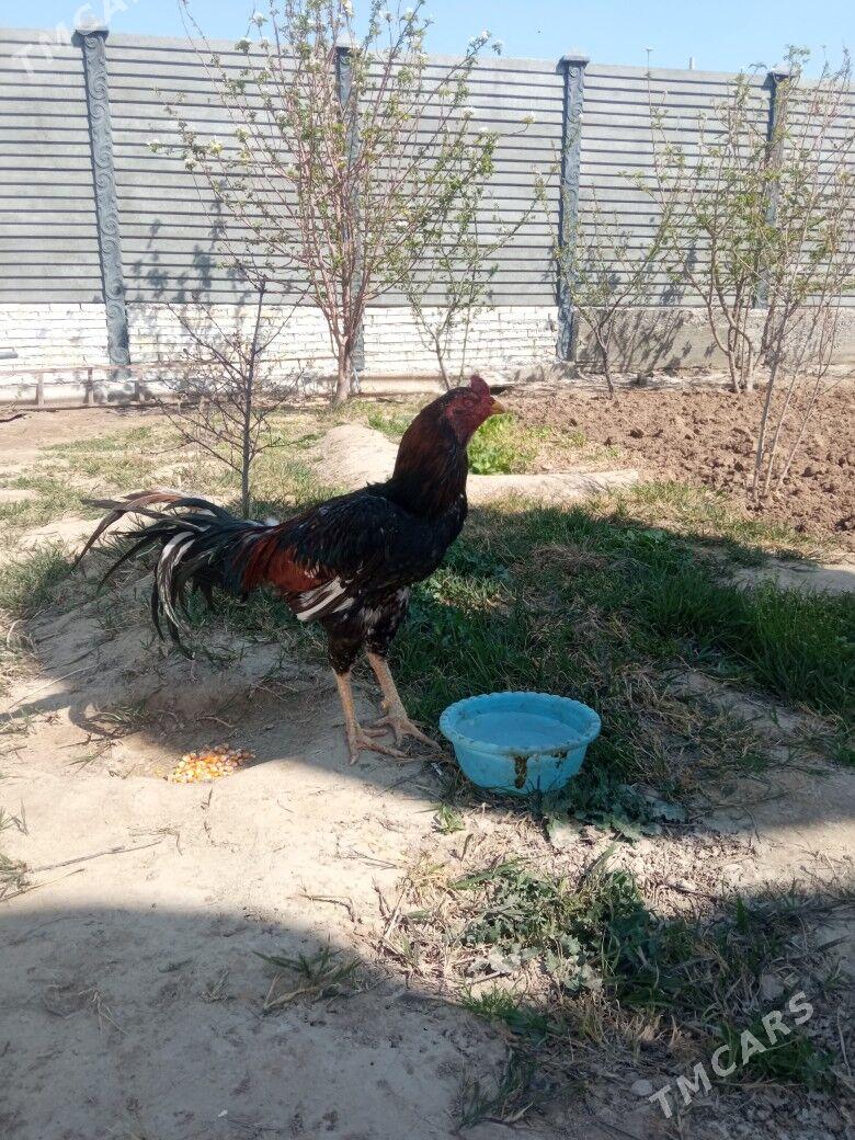 horaz - Mary - img 1