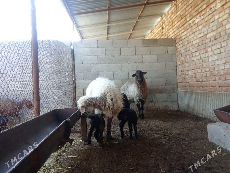 Ekiz guzuly goyun - Bäherden - img 1