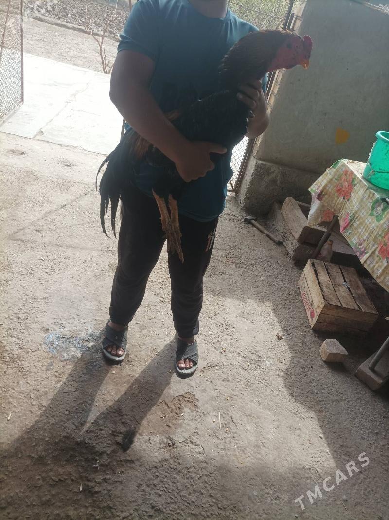 horaz - Dänew - img 1