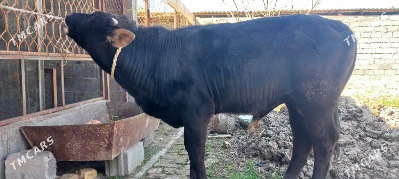 окуз - Ялкым - img 1