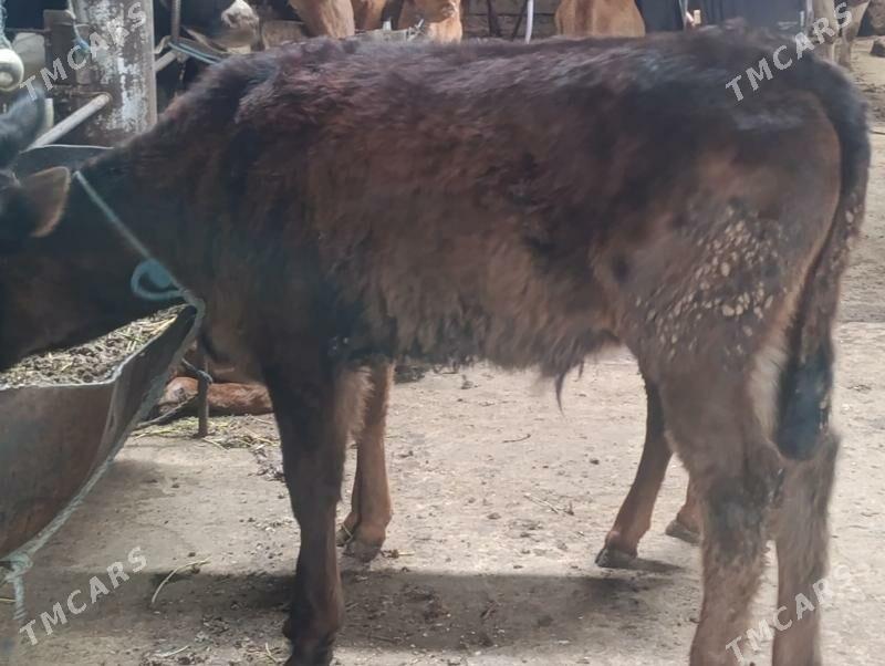 Окузче - Türkmenabat - img 1