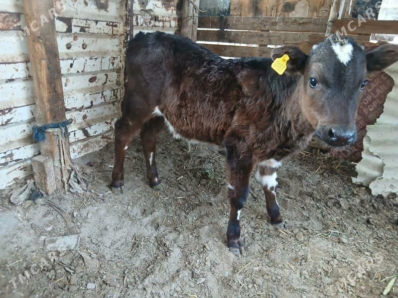 Okuz - Ашхабад - img 1