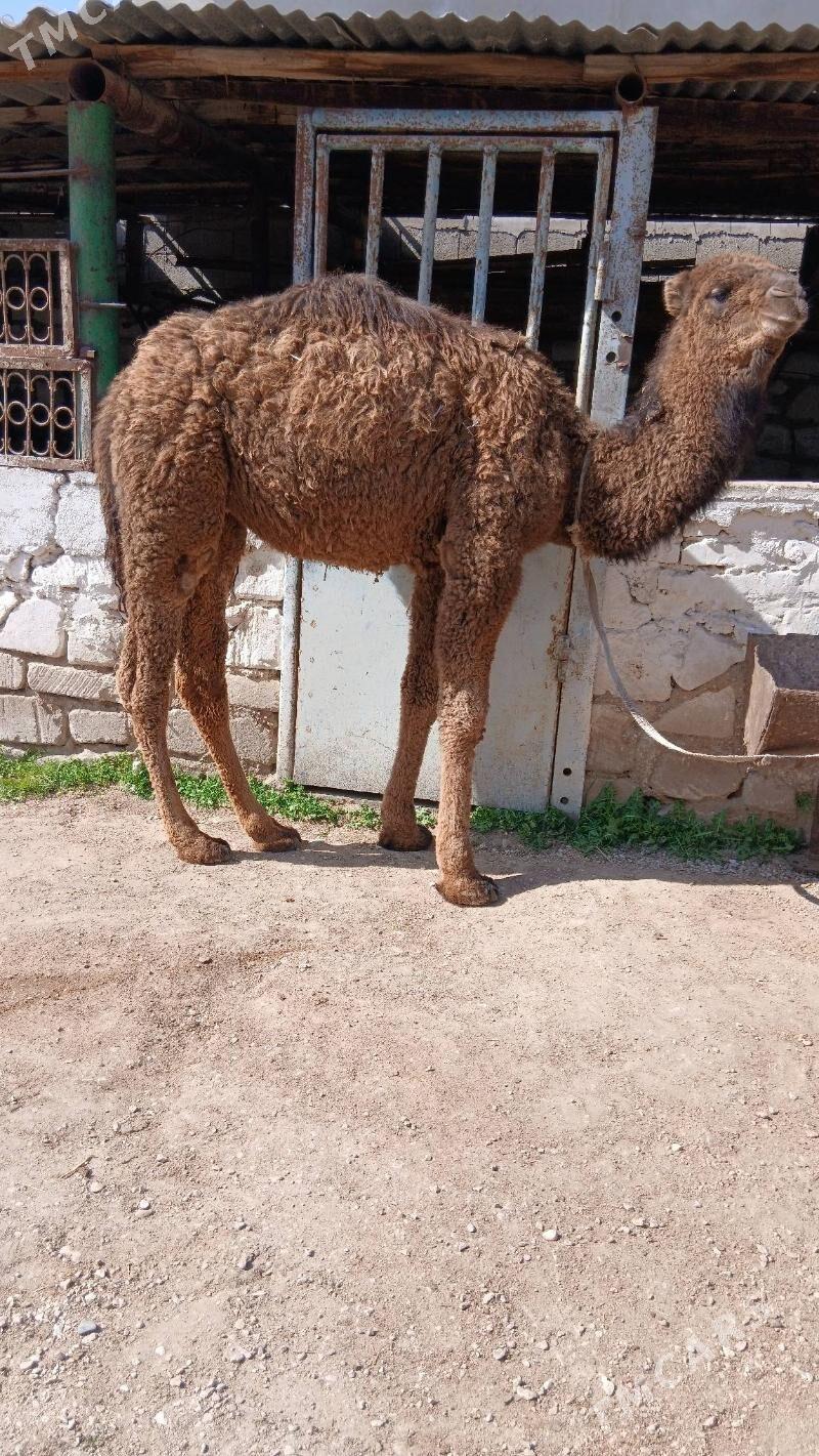 torum - Balkanabat - img 1