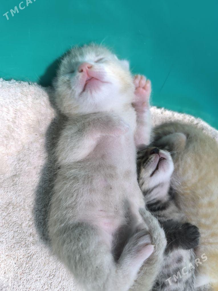 pisik - Änew - img 1