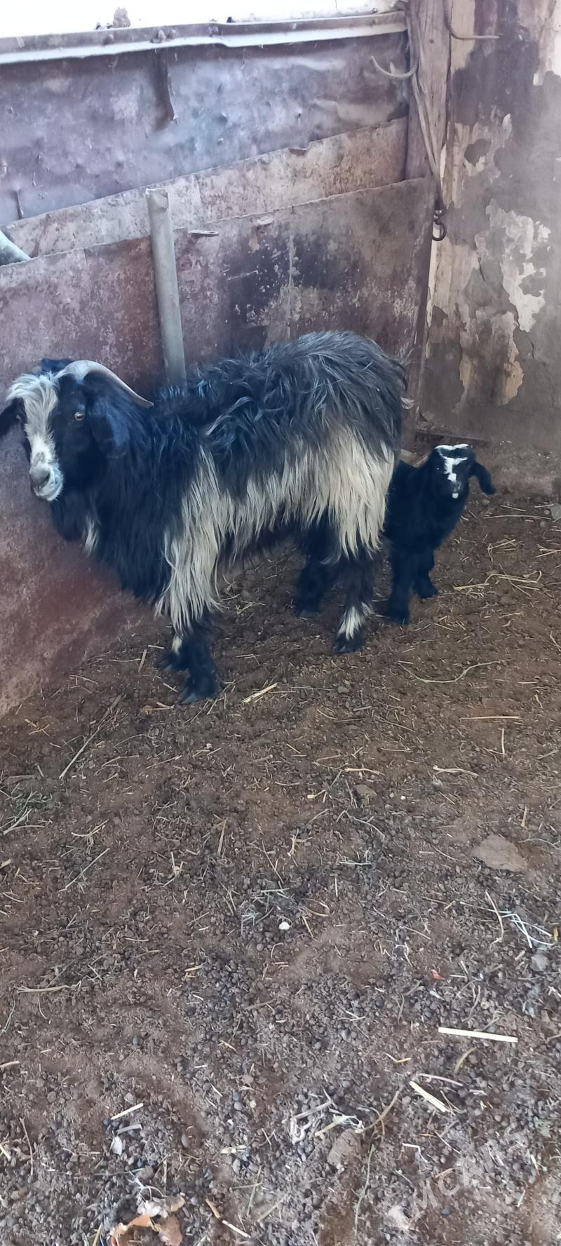 geci owlak - Aşgabat - img 1