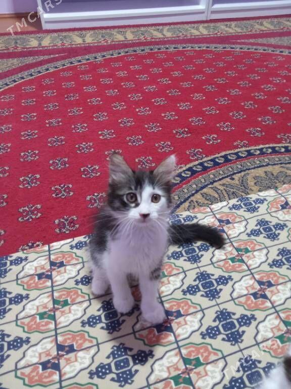 Pisijek - Aşgabat - img 1