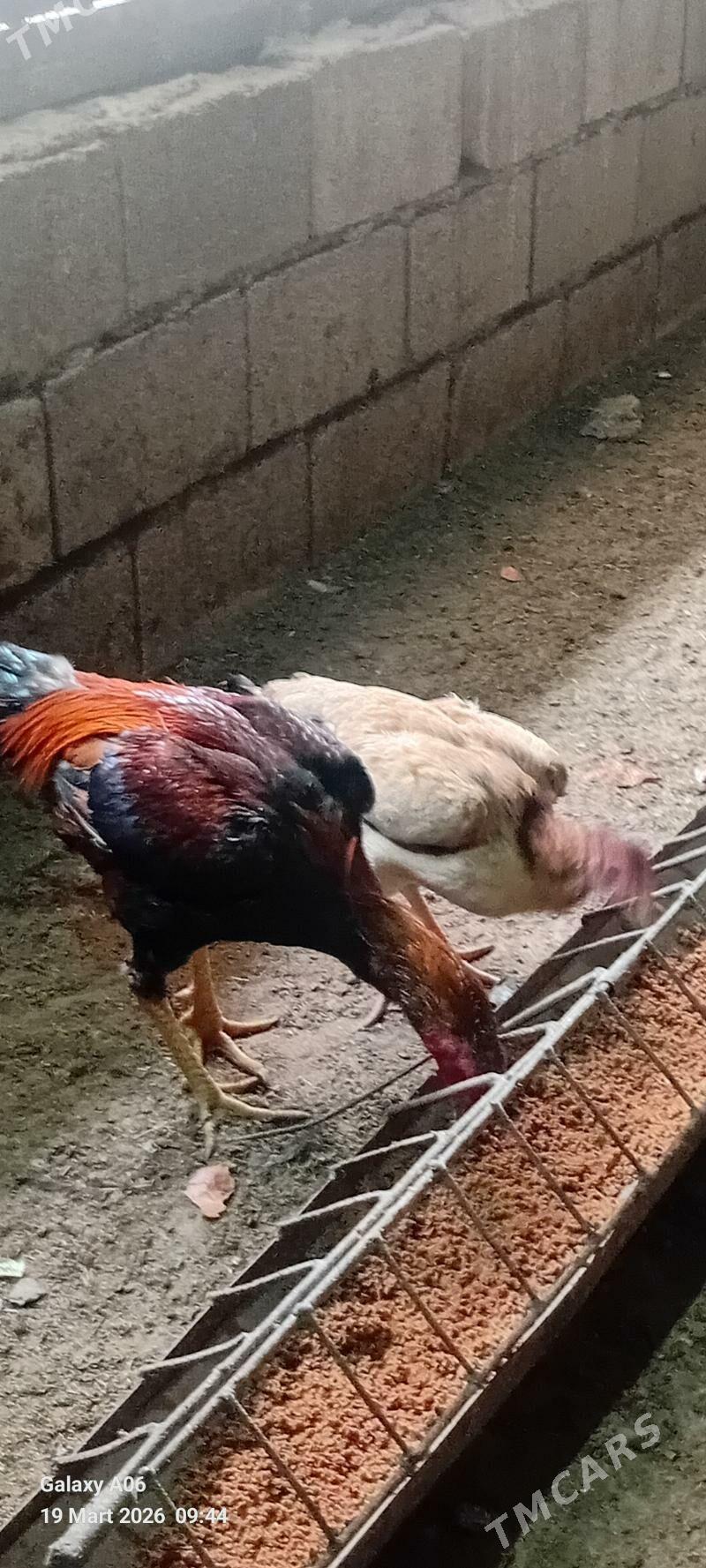 Taskent - Гёкдепе - img 1