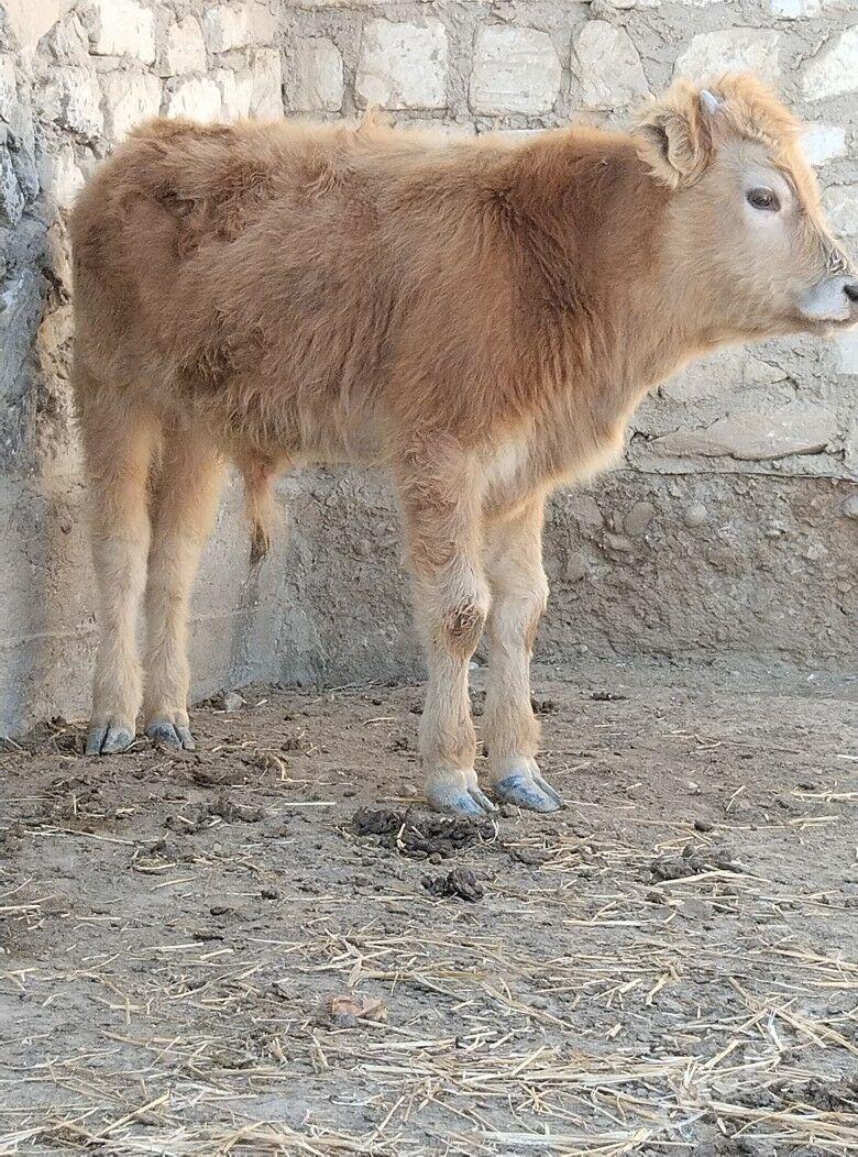 OKUZCE - Эсенгулы - img 1