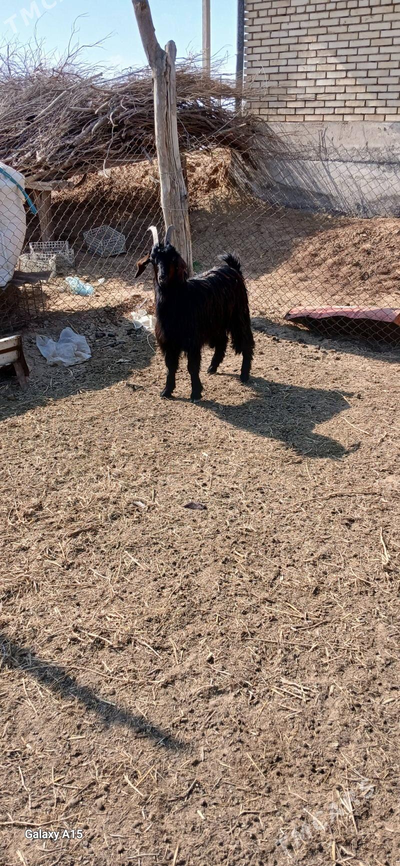 Goyun Geçi - Mary - img 1