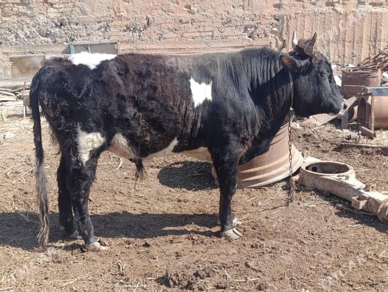 okuz 3 yas - Gyzylarbat - img 1