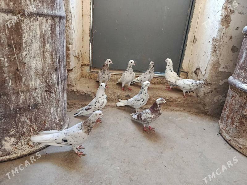 kepderi. - Гызыларбат - img 1