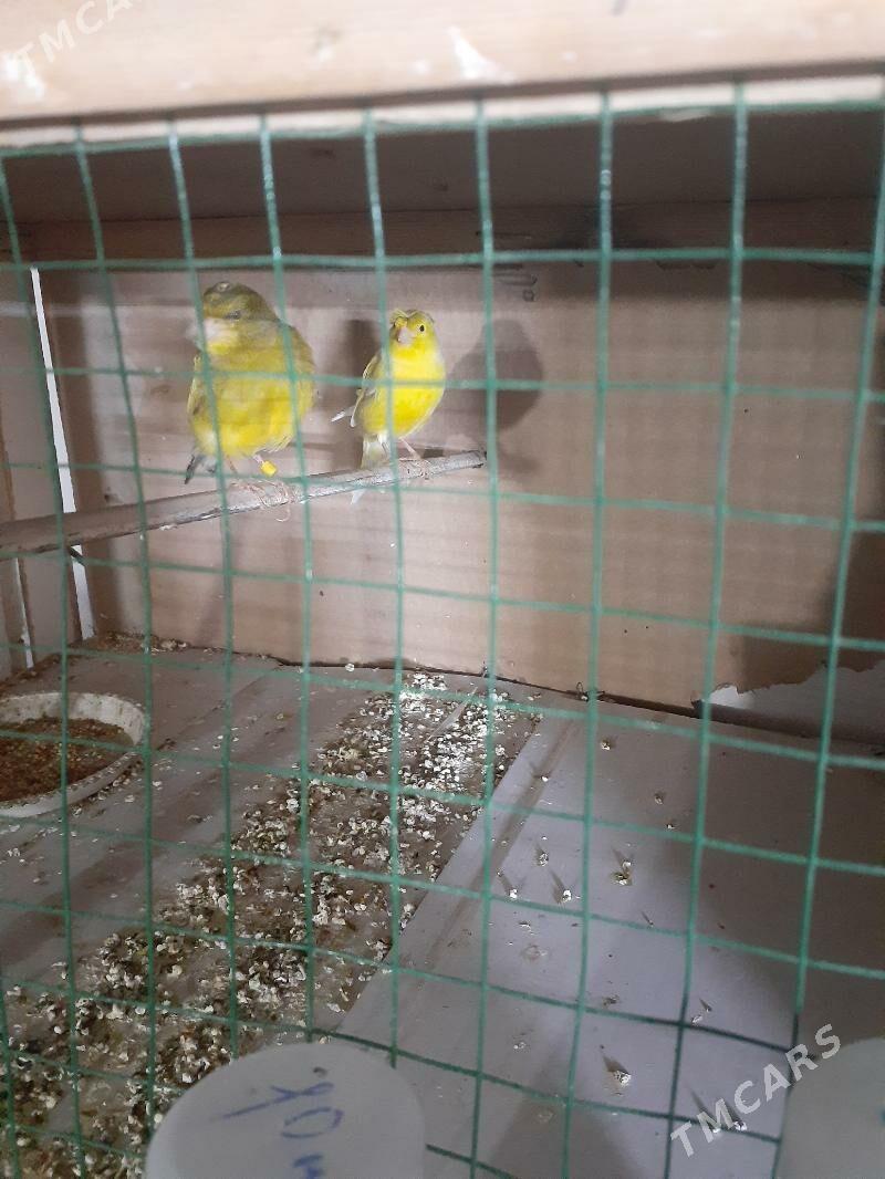 канарейка - Туркменабат - img 1